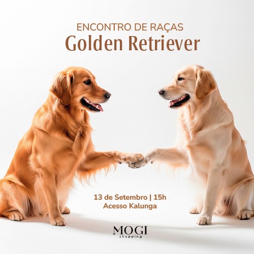 🐾 ENCONTRO DE RAÇAS – GOLDEN RETRIEVER 🐾